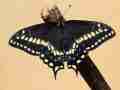 Papilio hybrid female (p. brevicauda brevicauda m x p. zelicaon m) (Internet Image property of respective owner, non-commercial use only)